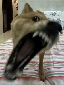 富贵险中求电影在线观看